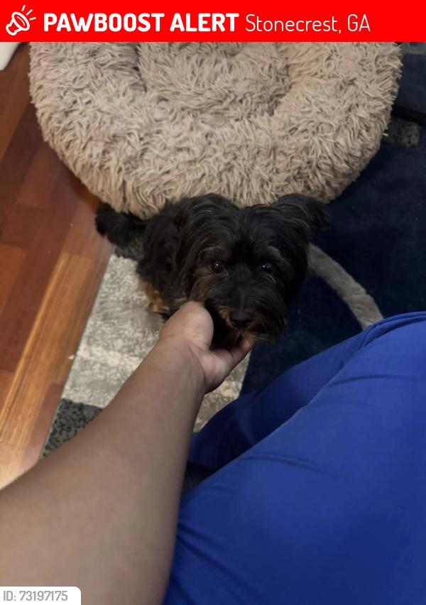 Lost Female Dog last seen Fairington rd, Stonecrest, GA 30038