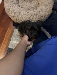 Lost Female Dog last seen Fairington rd, Stonecrest, GA 30038