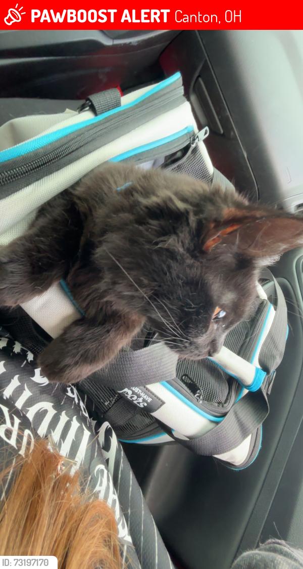 Lost Male Cat last seen CVS tusk, Canton, OH 44706