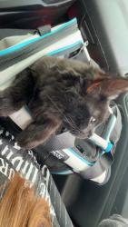 Lost Male Cat last seen CVS tusk, Canton, OH 44706
