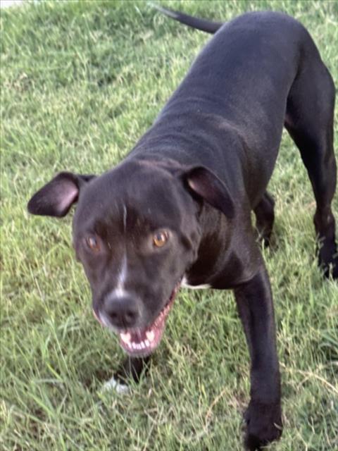 Shelter Stray Male Dog last seen Near BLOCK E 9TH ST N, WICHITA KS 67208, 3303 N Hillside St, Wichita, KS 67219, USA