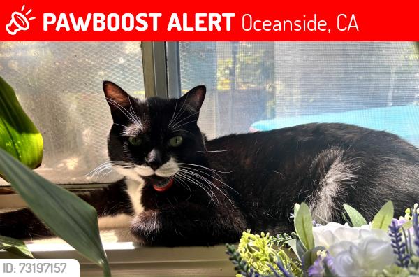 Lost Male Cat last seen College Blvd & Old Grove Rd, Oceanside, CA 92057