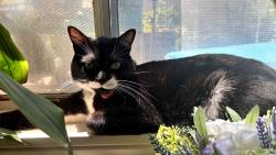 Lost Male Cat last seen College Blvd & Old Grove Rd, Oceanside, CA 92057