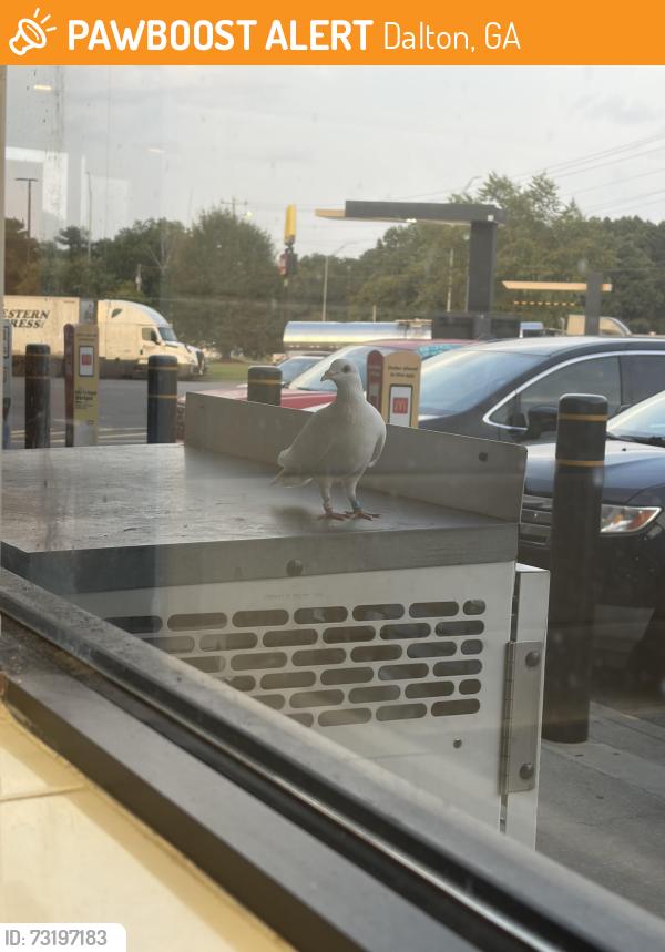 Found/Stray Unknown Bird last seen at Pilot Truck Stop, Dalton, GA 30721