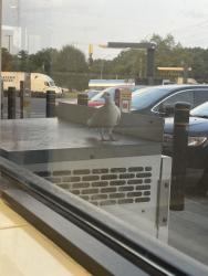 Found/Stray Unknown Bird last seen at Pilot Truck Stop, Dalton, GA 30721