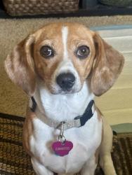 Reunited Female Dog last seen Near Oaklawn, Chula Vista, CA 91910