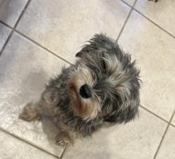 Reunited Male Dog last seen Lark Meadow dr, Farragut, TN 37934