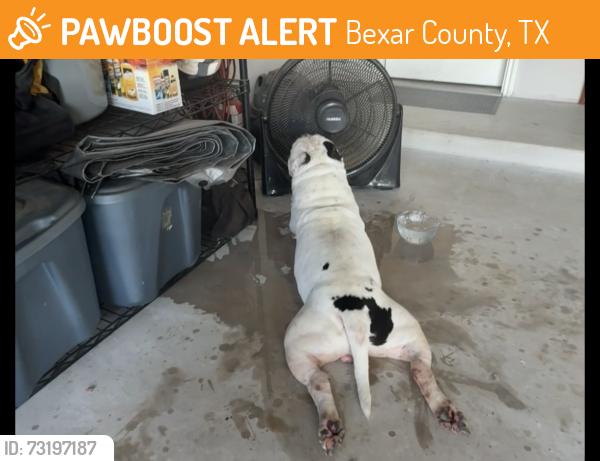 Found/Stray Male Dog last seen Paxton blvd, Bexar County, TX 78152