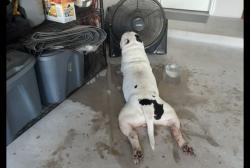 Found/Stray Male Dog last seen Paxton blvd, Bexar County, TX 78152