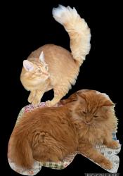 Lost Male Cat last seen Forni Road, Placerville, Placerville, CA 95667