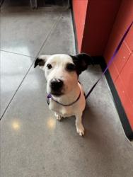 Shelter Stray Male Dog last seen Near BLOCK E HARRY ST, WICHITA KS 67218, 3303 N Hillside St, Wichita, KS 67219, USA