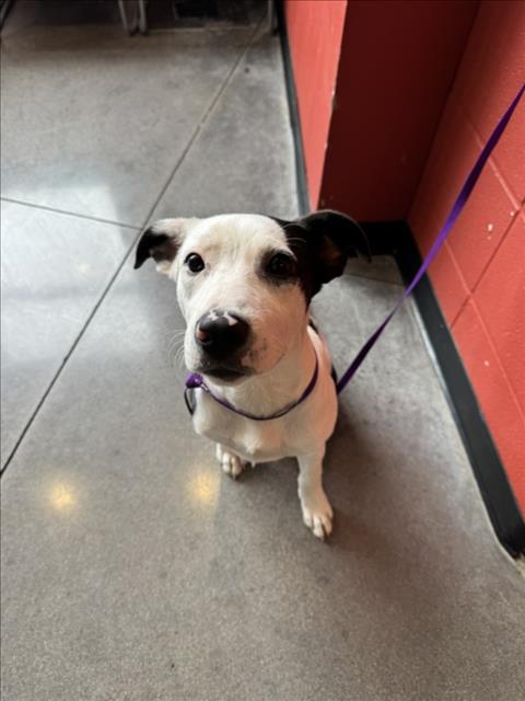 Shelter Stray Male Dog last seen Near BLOCK E HARRY ST, WICHITA KS 67218, 3303 N Hillside St, Wichita, KS 67219, USA