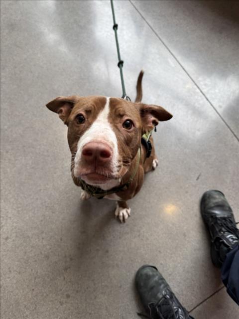 Shelter Stray Female Dog last seen Near BLOCK E 17TH ST N, WICHITA KS 67208, 3303 N Hillside St, Wichita, KS 67219, USA