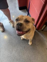 Shelter Stray Male Dog last seen Near BLOCK S KANSAS AVE, WICHITA KS 67211, 3303 N Hillside St, Wichita, KS 67219, USA
