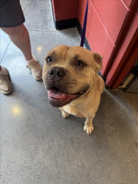Shelter Stray Male Dog last seen Near BLOCK S KANSAS AVE, WICHITA KS 67211, 3303 N Hillside St, Wichita, KS 67219, USA