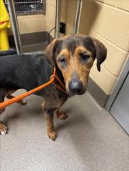 Shelter Stray Female Dog last seen Near BLOCK S TYLER RD CLEARWATER KS 67026, 3303 N Hillside St, Wichita, KS 67219, USA