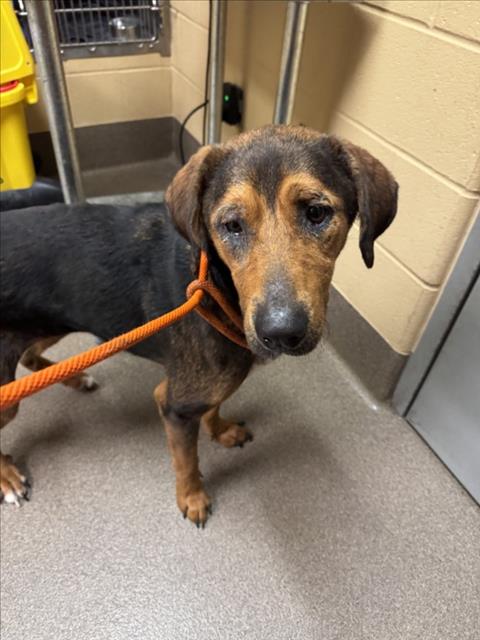 Shelter Stray Female Dog last seen Near BLOCK S TYLER RD CLEARWATER KS 67026, 3303 N Hillside St, Wichita, KS 67219, USA