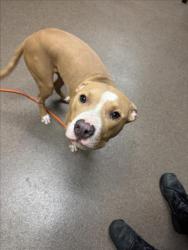 Shelter Stray Male Dog last seen Near BLOCK W 77TH ST N, VALLEY CENTER KS 67147, 3303 N Hillside St, Wichita, KS 67219, USA
