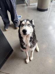 Shelter Stray Male Dog last seen Near BLOCK S OLIVER AVE, WICHITA KS 67210, 3303 N Hillside St, Wichita, KS 67219, USA
