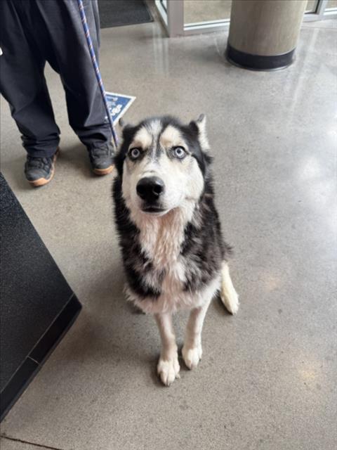 Shelter Stray Male Dog last seen Near BLOCK S OLIVER AVE, WICHITA KS 67210, 3303 N Hillside St, Wichita, KS 67219, USA