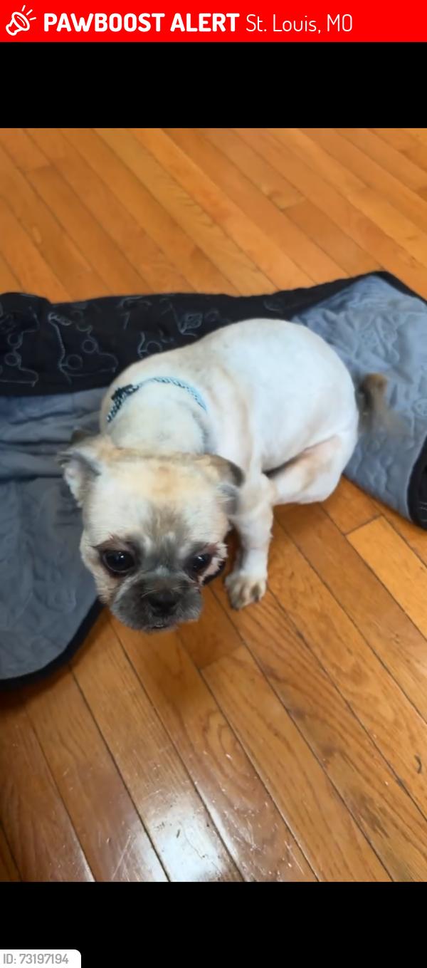 Lost Male Dog last seen Vernon Ave, St. Louis, MO 63112