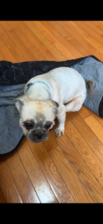 Lost Male Dog last seen Vernon Ave, St. Louis, MO 63112