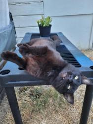 Found/Stray Male Cat last seen Hickory, Salem, OR 97301