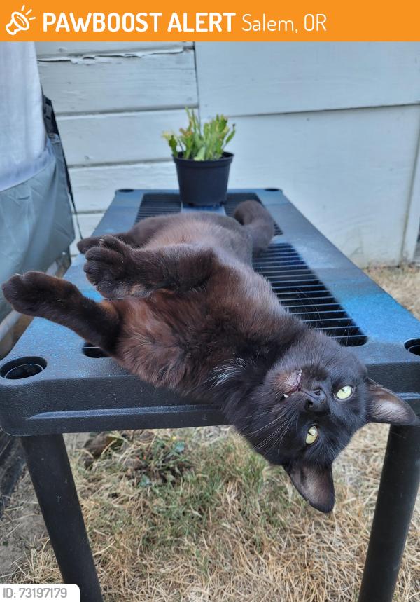 Found/Stray Male Cat last seen Hickory, Salem, OR 97301