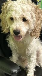 Found/Stray Male Dog last seen Near Holt Lake-301 Hwy, Four Oaks, NC 27524