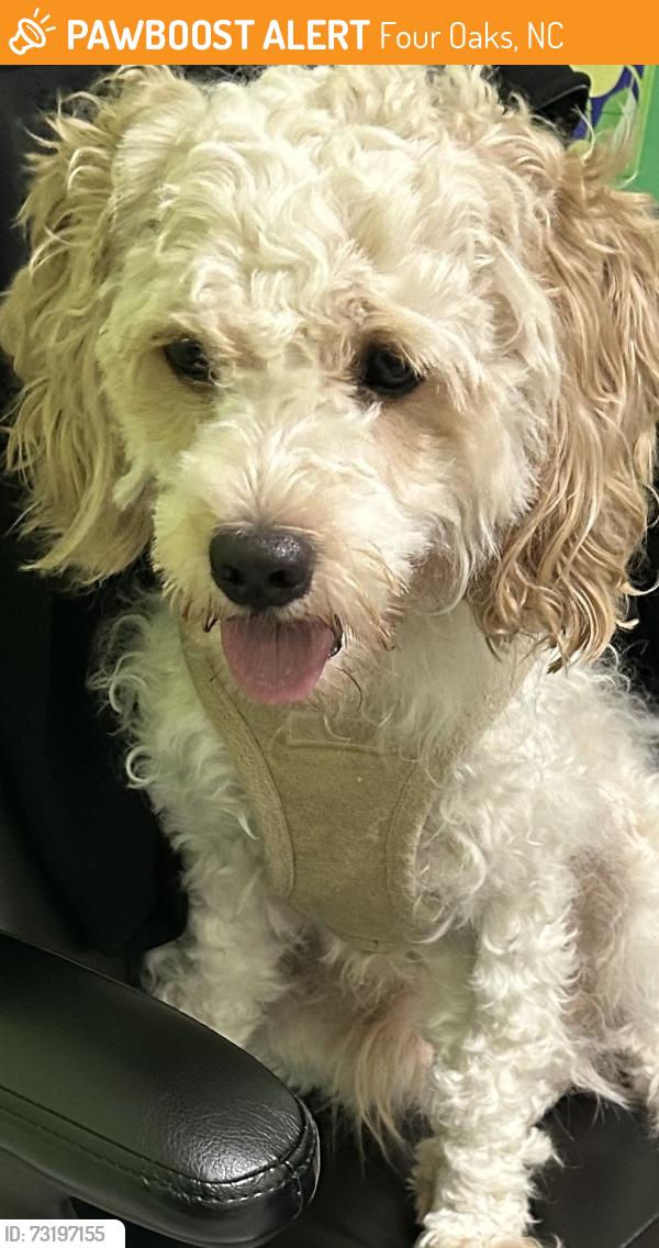 Found/Stray Male Dog last seen Near Holt Lake-301 Hwy, Four Oaks, NC 27524