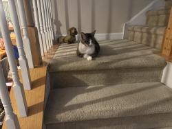 Lost Female Cat last seen Sentinel, Indian Trail, NC 28079