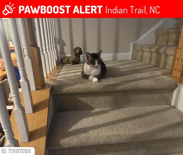 Lost Female Cat last seen Sentinel, Indian Trail, NC 28079