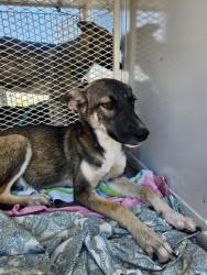 Shelter Stray Female Dog last seen Near BLOCK WOODROW AVE, BAKERSFIELD CA 93308, 3951 Fruitvale Ave, Bakersfield, CA 93308, USA