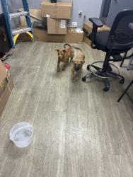 Found/Stray Male Dog last seen Basse and san pedro ave, San Antonio, TX 78212