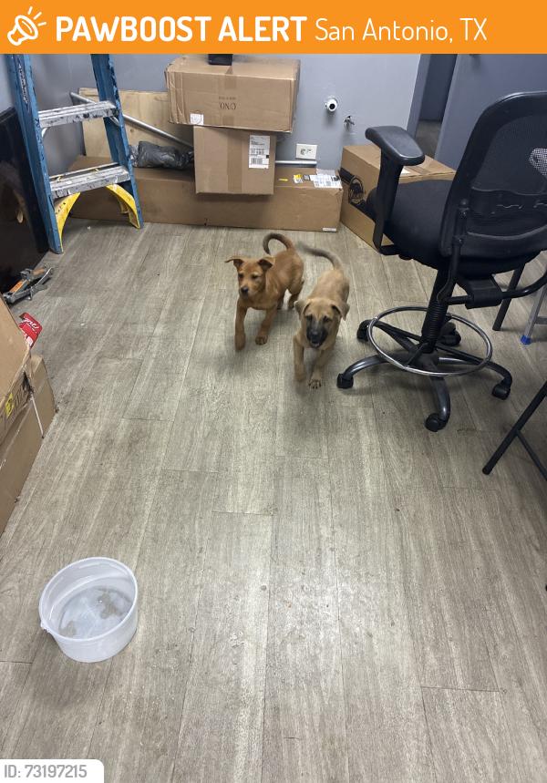 Found/Stray Male Dog last seen Basse and san pedro ave, San Antonio, TX 78212