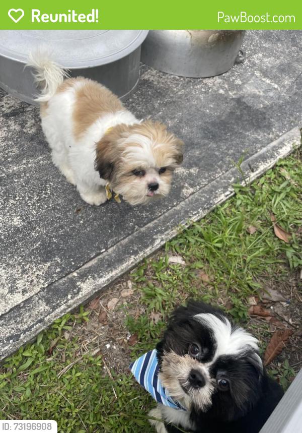 Reunited Male Dog last seen Silver beCh, Lake Park, FL 33404