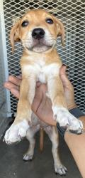 Shelter Stray Female Dog last seen Near BLOCK OSWELL ST, BAKERSFIELD CA 93306, 3951 Fruitvale Ave, Bakersfield, CA 93308, USA