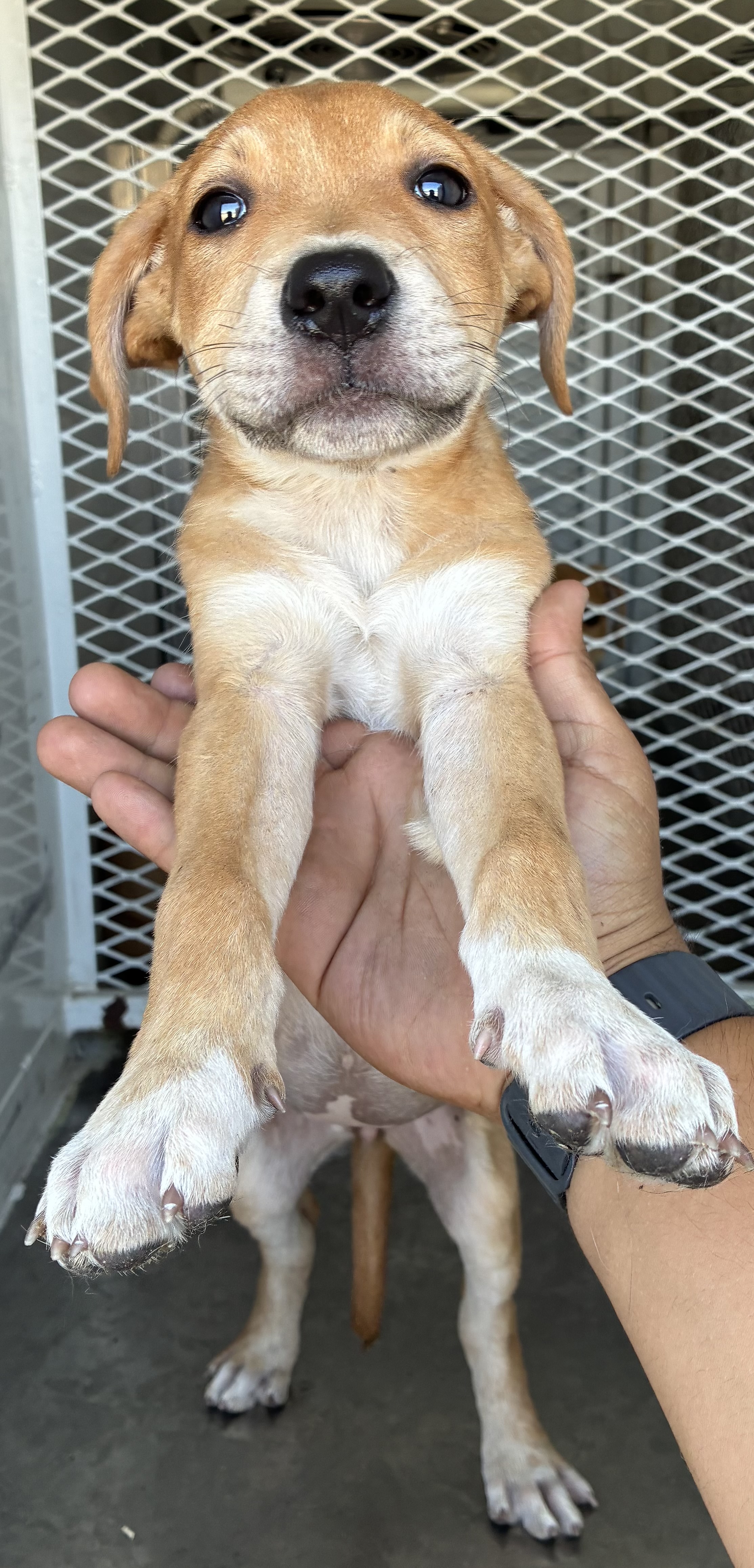 Shelter Stray Female Dog last seen Near BLOCK OSWELL ST, BAKERSFIELD CA 93306, 3951 Fruitvale Ave, Bakersfield, CA 93308, USA