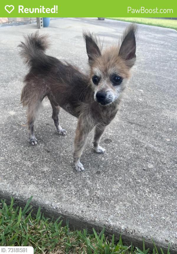Reunited Male Dog last seen horn high school, Mesquite, TX 75181