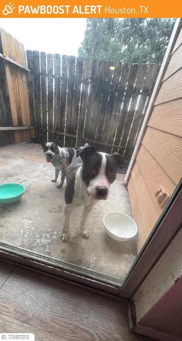 Found/Stray Female Dog last seen St justins matyr parish, Houston, TX 77082