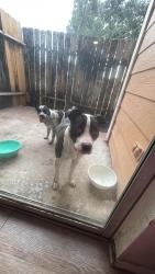 Found/Stray Female Dog last seen St justins matyr parish, Houston, TX 77082