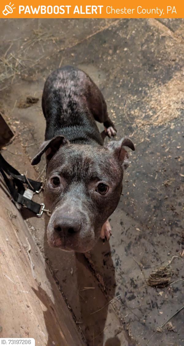 Found/Stray Male Dog last seen Green valley rd, Chester County, PA 19348