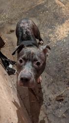 Found/Stray Male Dog last seen Green valley rd, Chester County, PA 19348