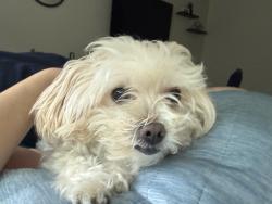 Reunited Female Dog last seen Carson Street and Western Ave, Torrance, CA 90501