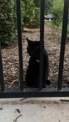 Reunited Unknown Cat last seen near Jones Grant apmts, Raleigh, NC 27609
