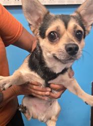 Shelter Stray Male Dog last seen UNION AVE BAKERSFIELD, 201 S Mt Vernon Ave, Bakersfield, CA 93307, USA