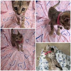 Reunited Female Cat last seen The greens of fossil lake apmts, Fort Worth, TX 76137