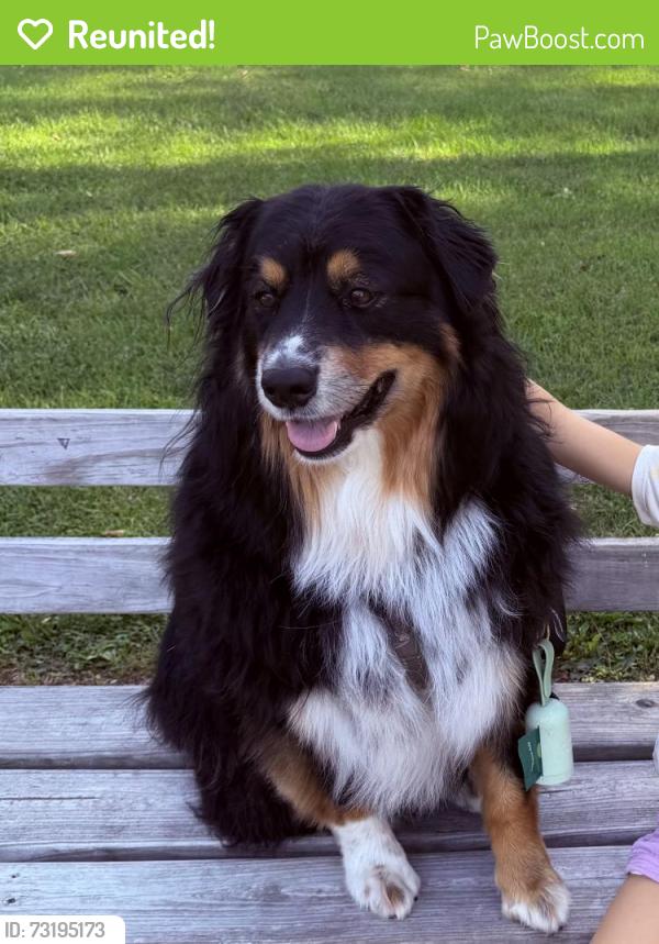 Reunited Male Dog last seen 2nd and Dividion St., Harrisburg, PA 17110