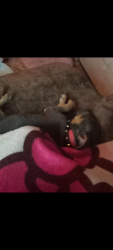 Lost Female Dog last seen 18th St SE and Blythe ave, Cleveland, TN 37311