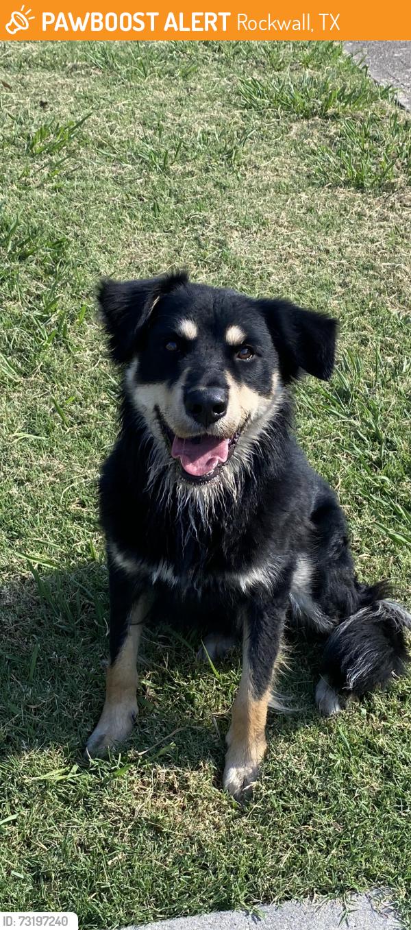 Found/Stray Male Dog last seen Nash and heath st, Rockwall, TX 75087